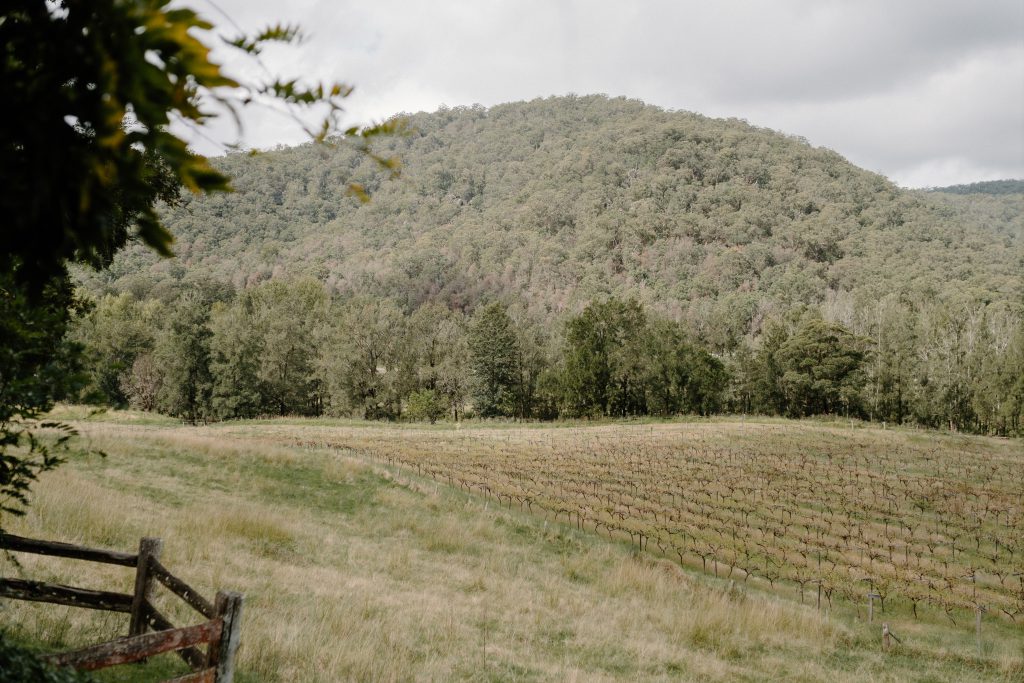 Rolling vineyard hills at Stonehurst